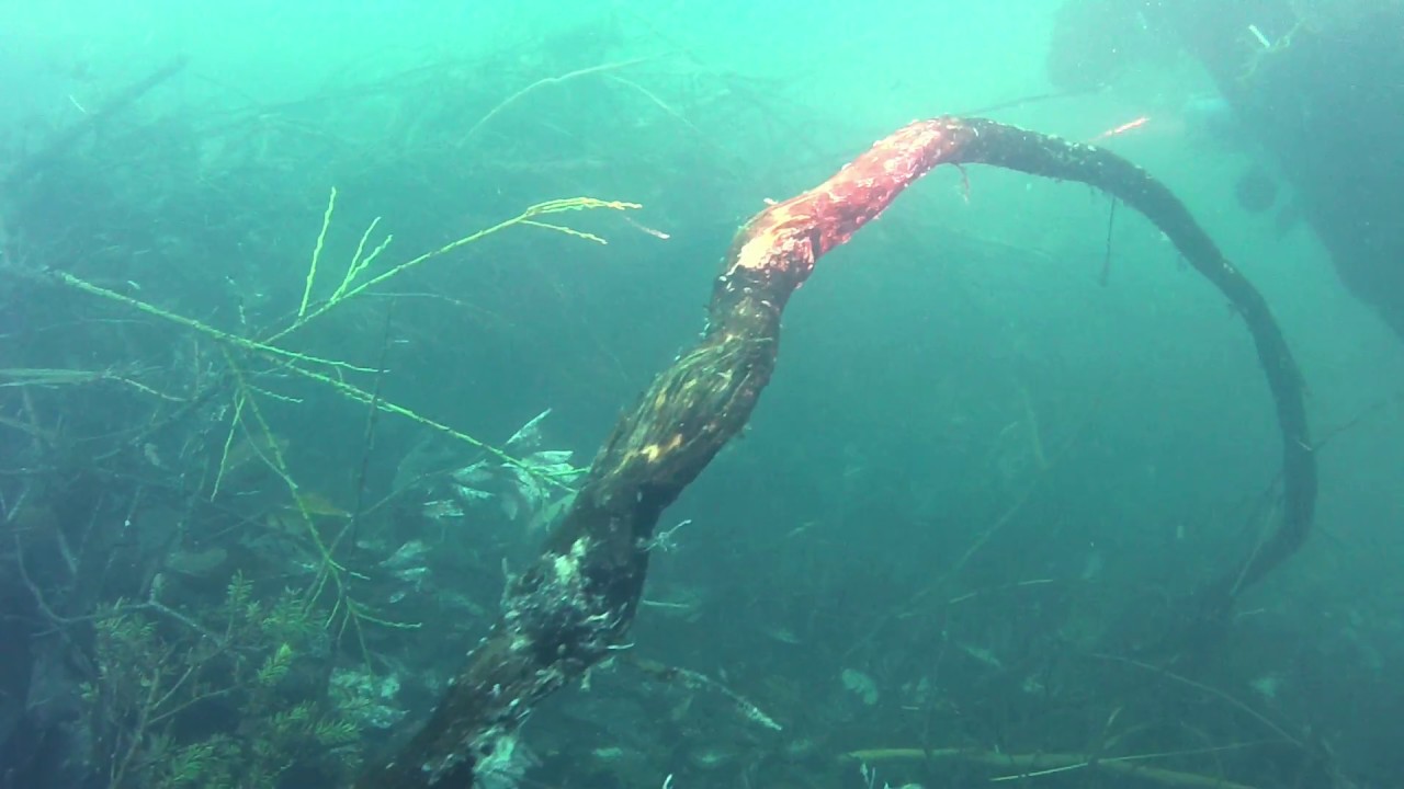 Diving in Wolfgangsee & Attersee (Austria)