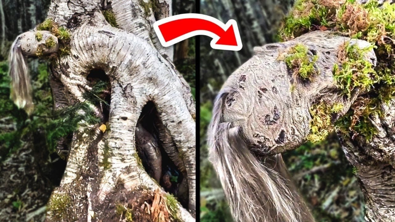 As 10 coisas mais assustadoras encontradas na floresta