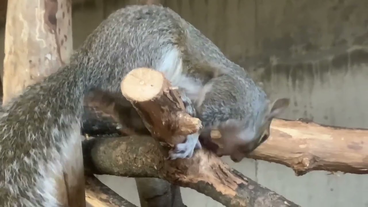Remember the squirrel w/the broken leg? Look at her now!&nbsp; Back with her siblings, running, jumping!