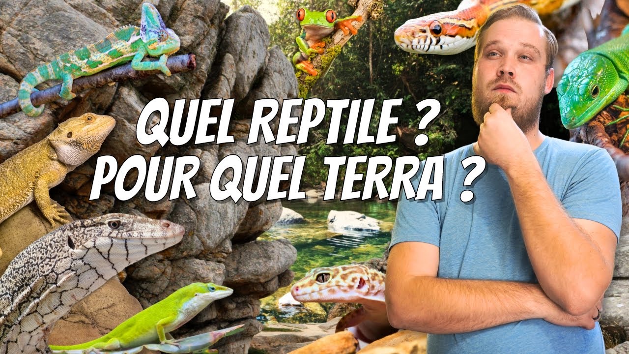 Quel REPTILE / AMPHIBIEN choisir et pour quel TERRA ? Voici ma REPONSE ! [ ANI' MOOD ]