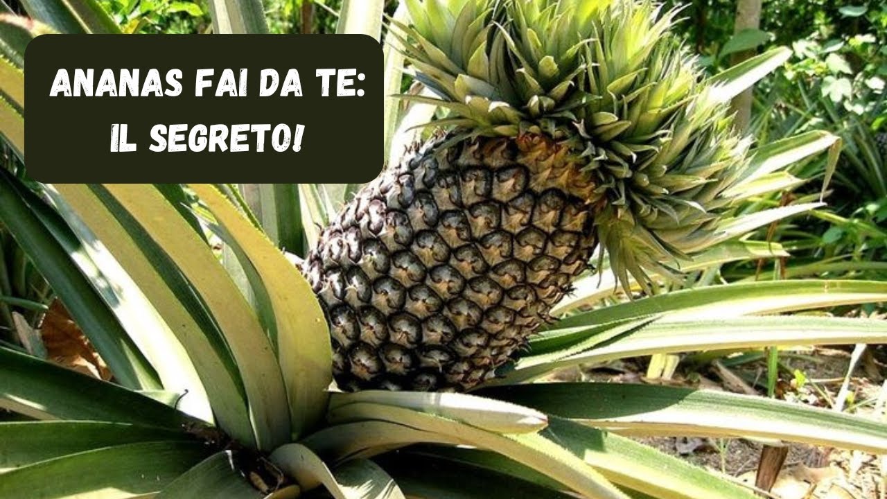 Come Coltivare l'Ananas: Dalla Corona alla Fioritura Indotta