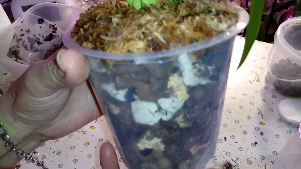 Phragmipedium Frauenschuh | Пересадка | Грунт для посадки Фрагмипедиума