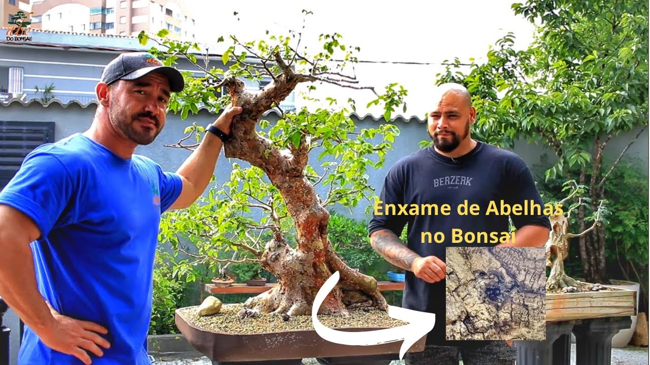 RARIDADE!!! BONSAI DE EMBURANA COM ENXAME DE ABELHAS DENTRO DELE
