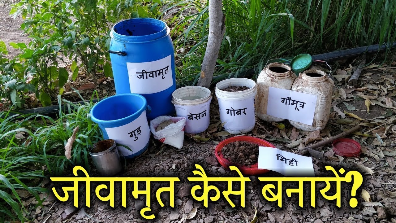 जीवामृत बनाने की विधि | How to make Jeev Amrit (Jeevamrit) for Organic Farming |Shashwat Yogic Kheti