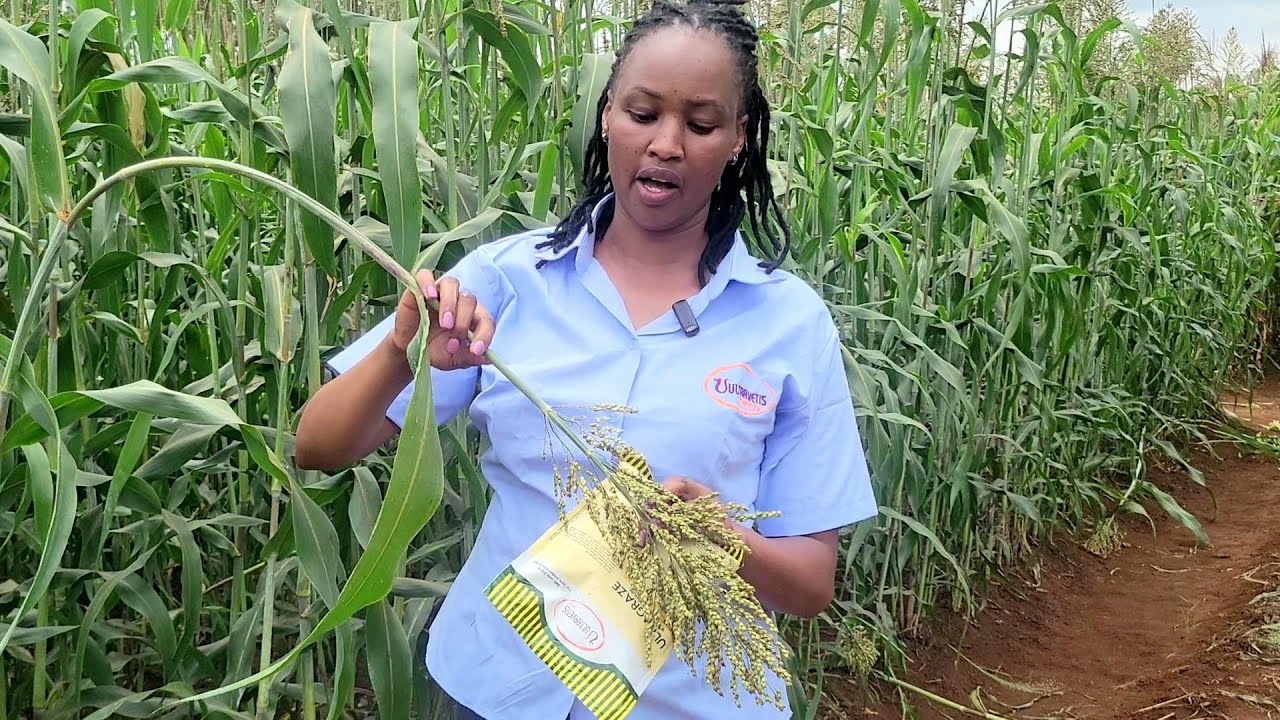 Alternative to maize silage.sorghum and millet yield higher on dry fields