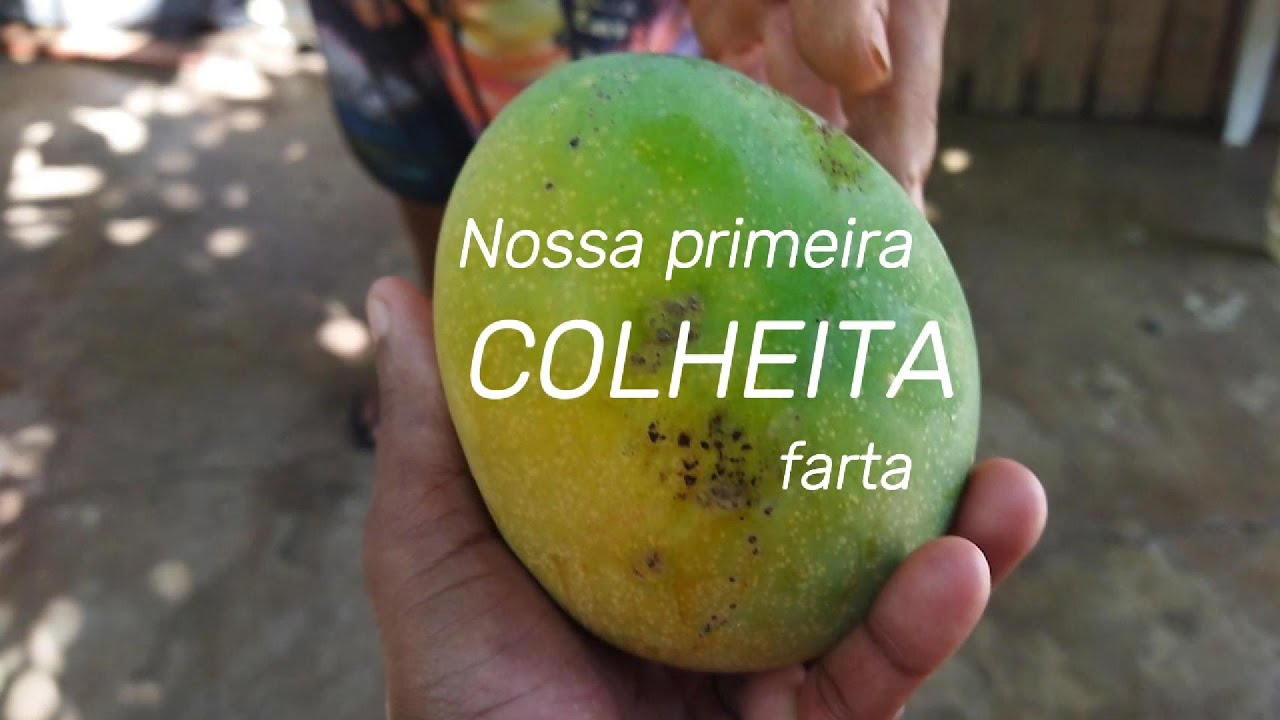 Como armazenamos manga.