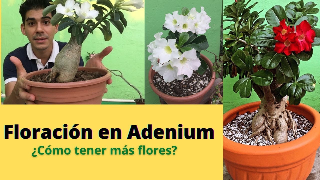 ¿Cómo hacer que tu rosa del desierto (Adenium) tenga más flores?