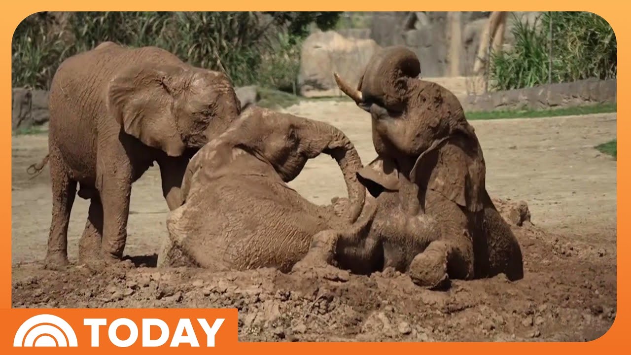 Exclusive: San Diego Zoo Reveals Elephant Valley Park on TODAY