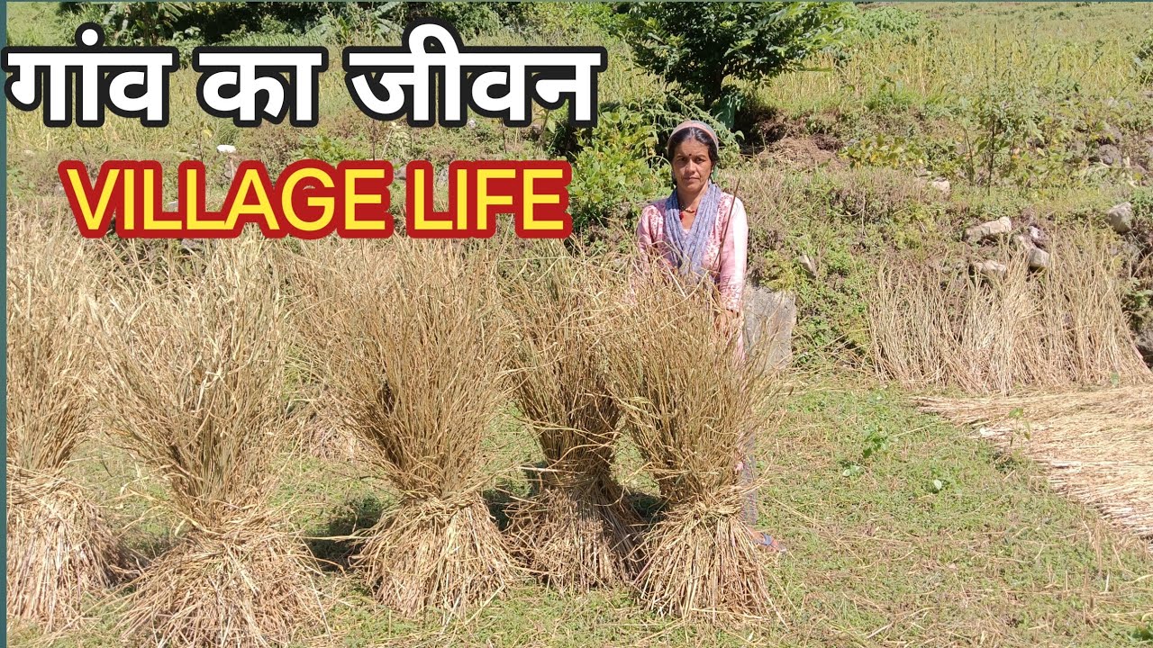 गांव का जीवन खेतों में फसल की कटाई/Indian Village Life's Farming /Radhika Mehta Vlog 