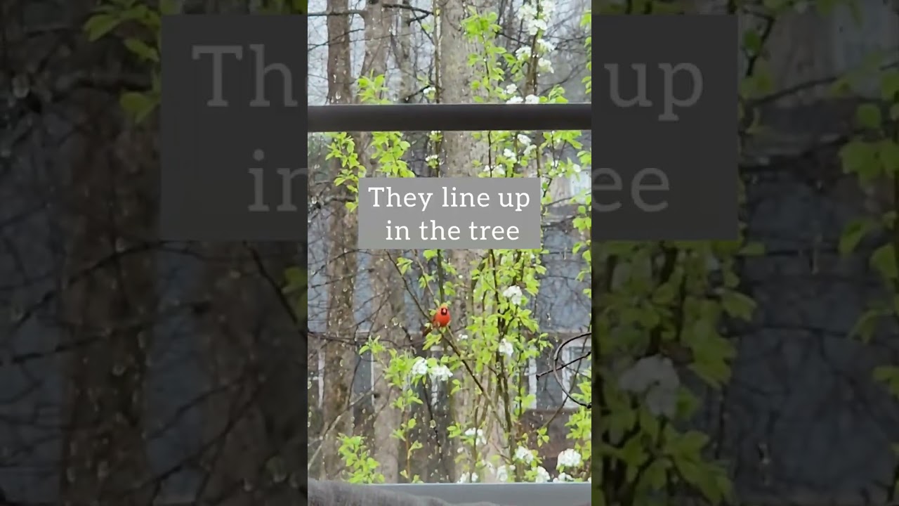My Window Bird Feeder! #birdfeeder #redbird #cardinals #birds #birdwatching