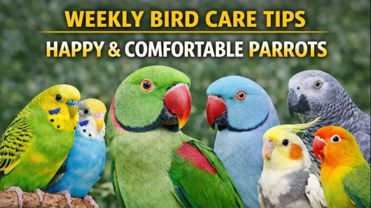 These 10 Things You Need for Bird Care  | Happy & Comfortable Parrots | 10 Tips