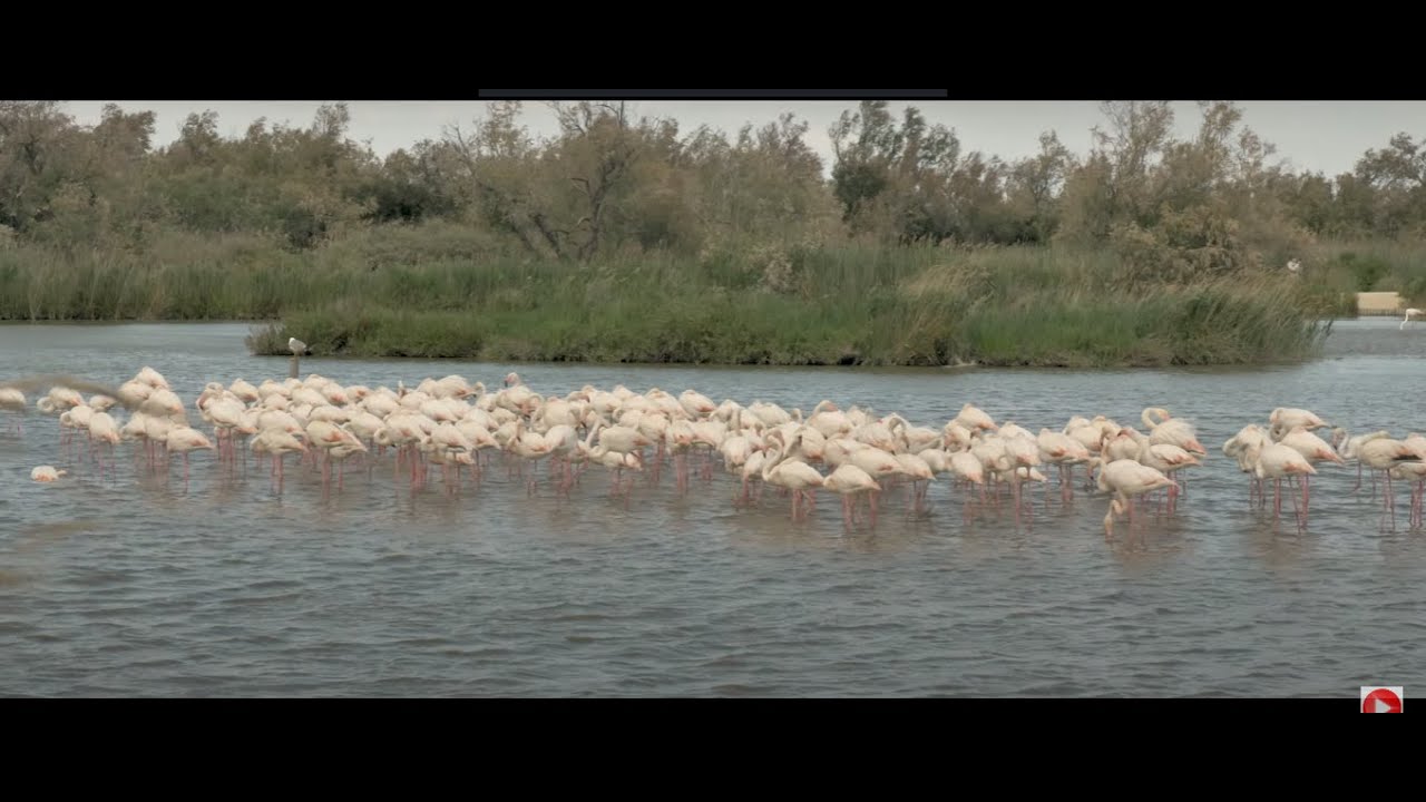Camargue - Bouches du Rh&ocirc;ne - Provence
