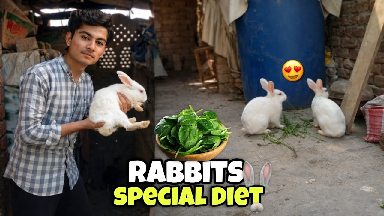 AJ Apne rabbits KO Di healthy or special diet😍😍