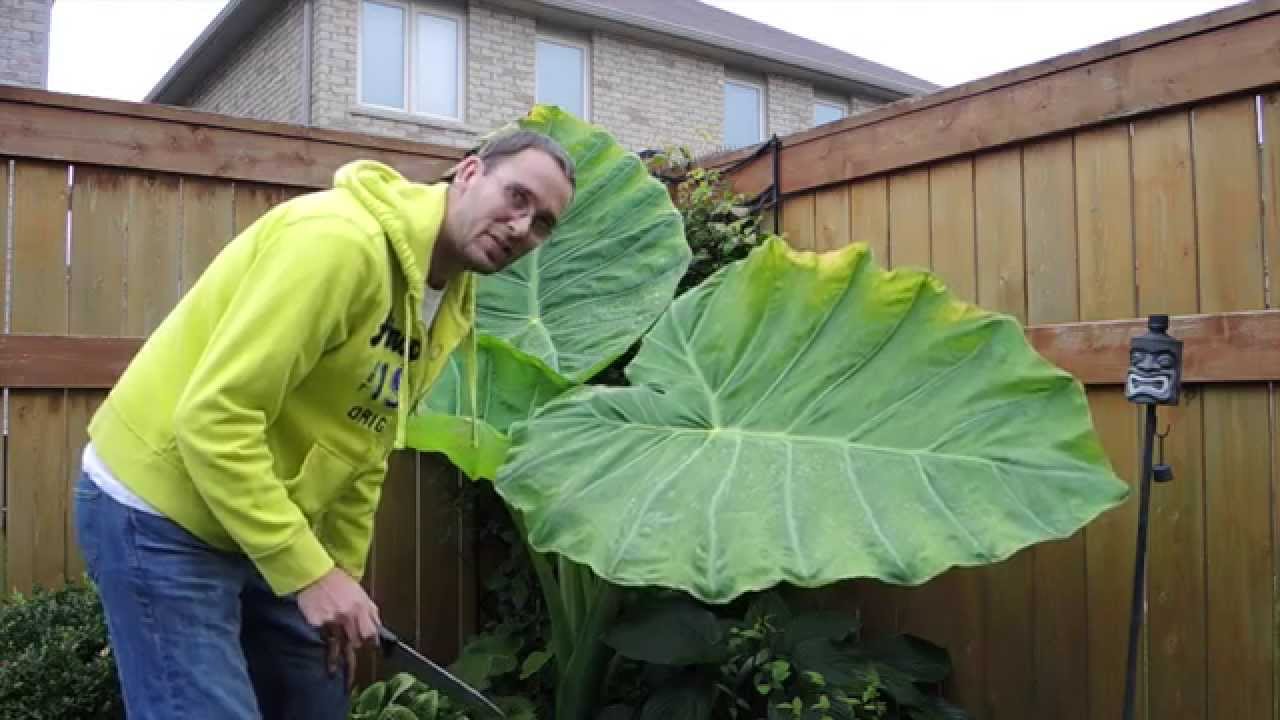 Зимовка колоказии гигантской (Colocasia gigantea Thailand Giant) в холодном климате — пора заноси...