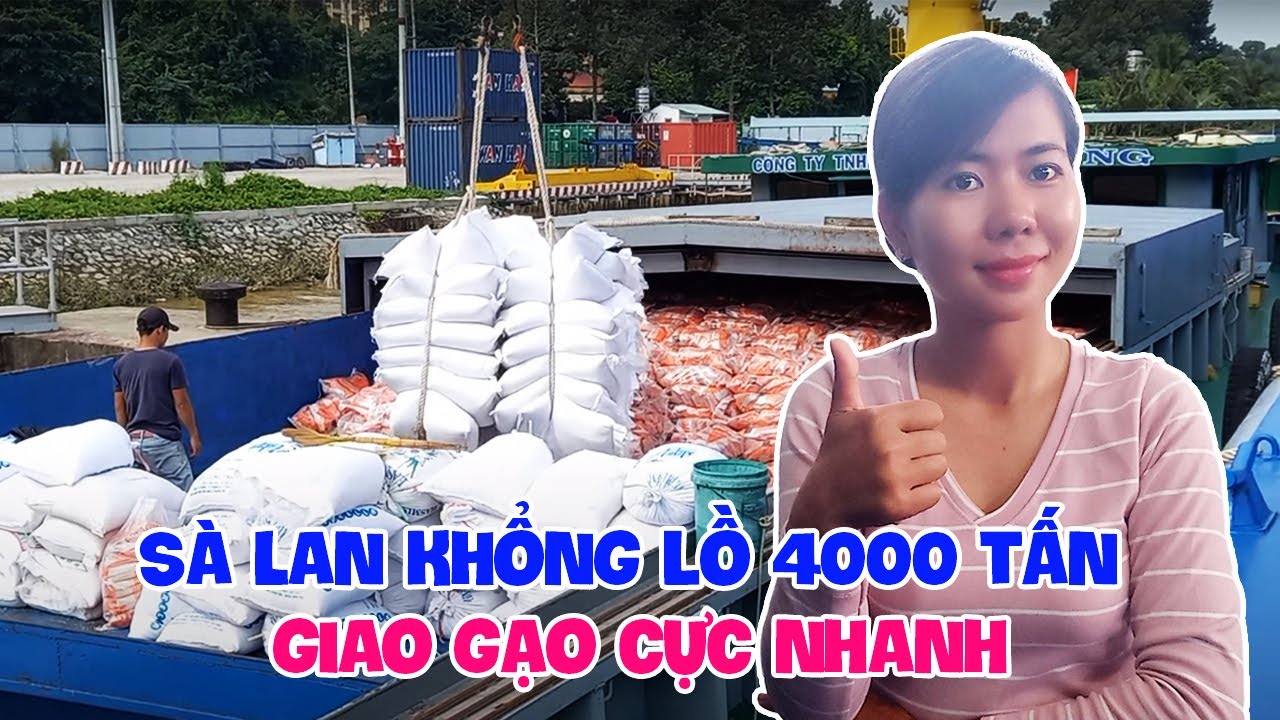Sà Lan 4000 tấn siêu to, quá trình giao gạo đóng vào container xuất khẩu cực nhanh