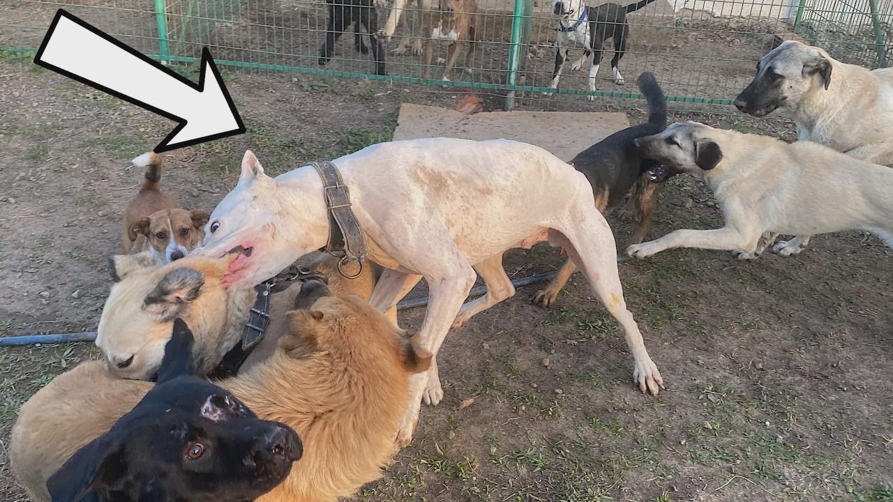 ¡Tyson contra el Desafiante en una Batalla Épica por JEGI!