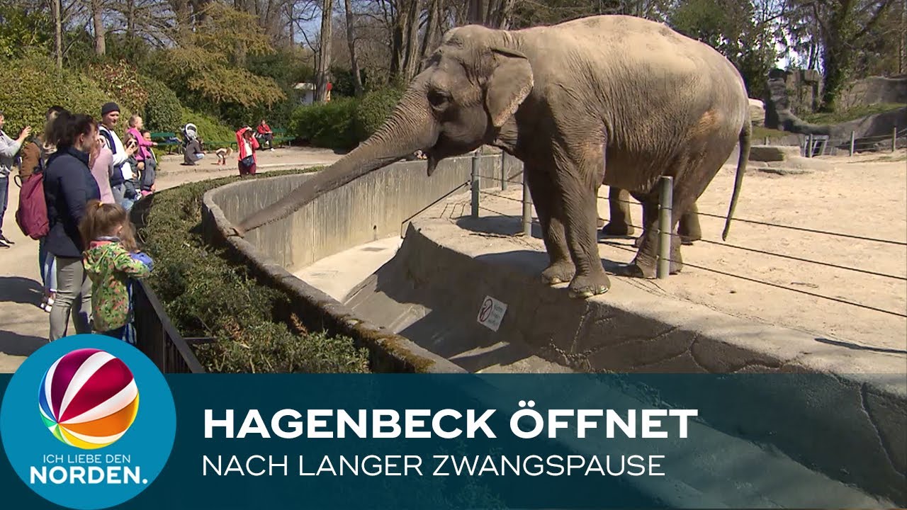 Nach langer Zwangspause: Tierpark Hagenbeck &ouml;ffnet wieder