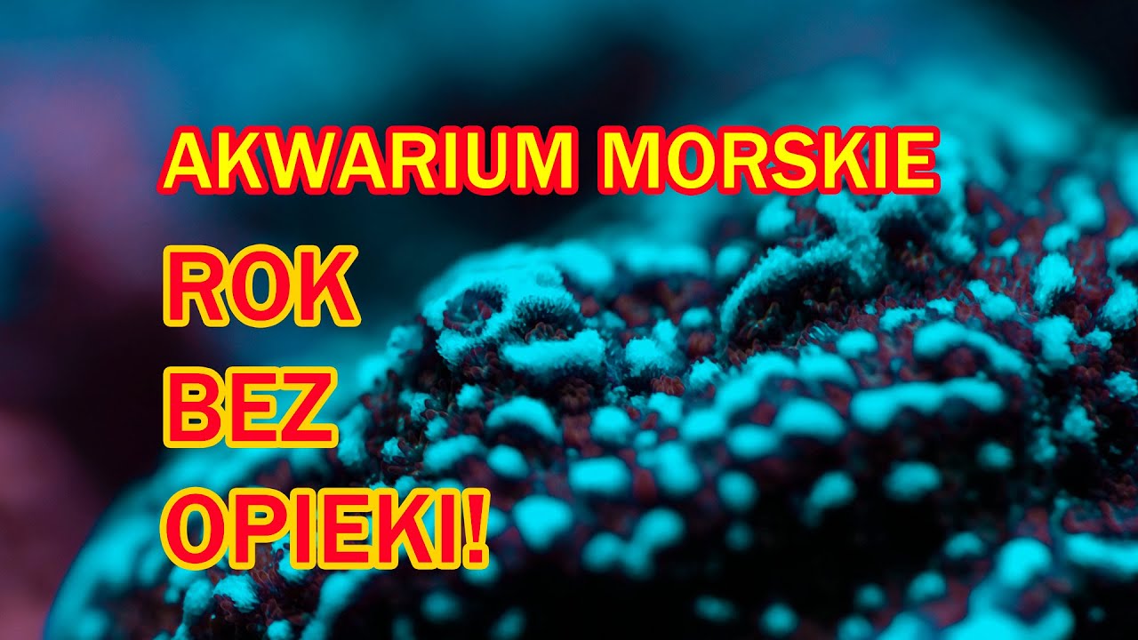 AKWARIUM MORSKIE AMATORSKIE EP. 5 - co przeżyło?