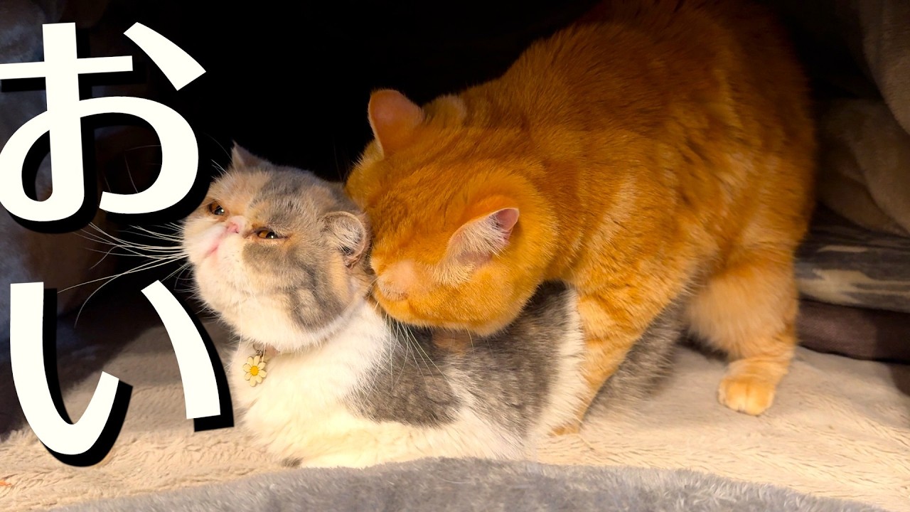 ねこ「去勢したよな？」