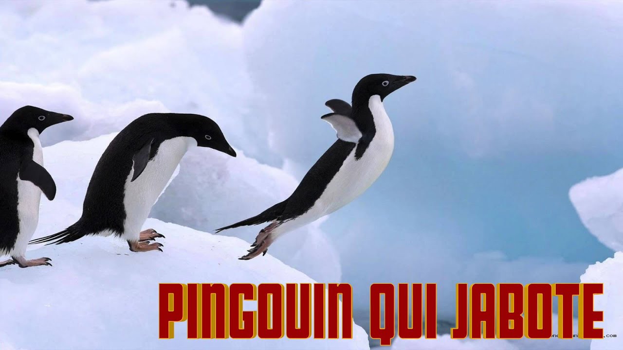 PINGOUIN qui JABOTE Penguin sounds - Cri du pingouin - Verso del pinguino