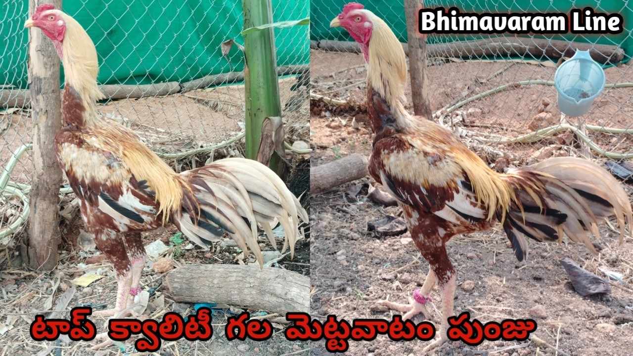 టాప్ క్వాలిటీ గల మెట్టవాటం పుంజు||9603741457||Bhimavaram Line||Abrass Punju||#mettavatam||#aseel...!