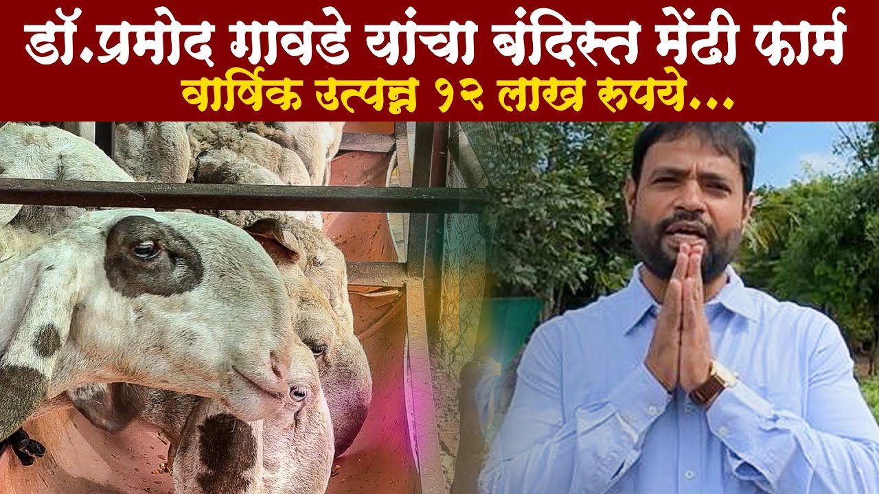 डॉ.प्रमोद गावडे यांचा बंदिस्त मेंढी फार्म   /dr Pramod Gawade Assistant number-9890636553