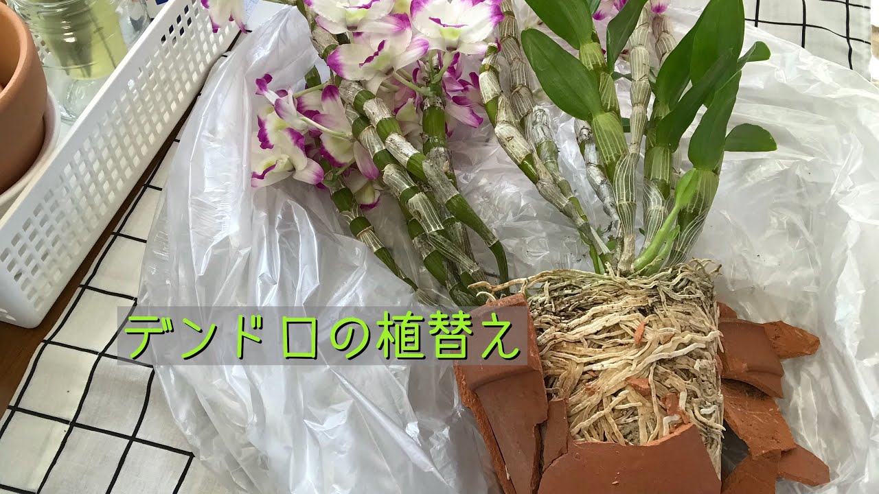 デンドロの植替え。初めての方にも分かりやすく解説してます