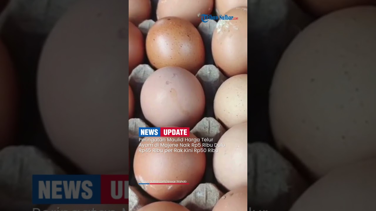 Peringatan Maulid Harga Telur Ayam di Majene Naik Rp5 Ribu Dulu Rp45 Ribu per Rak Kini Rp50 Ribu