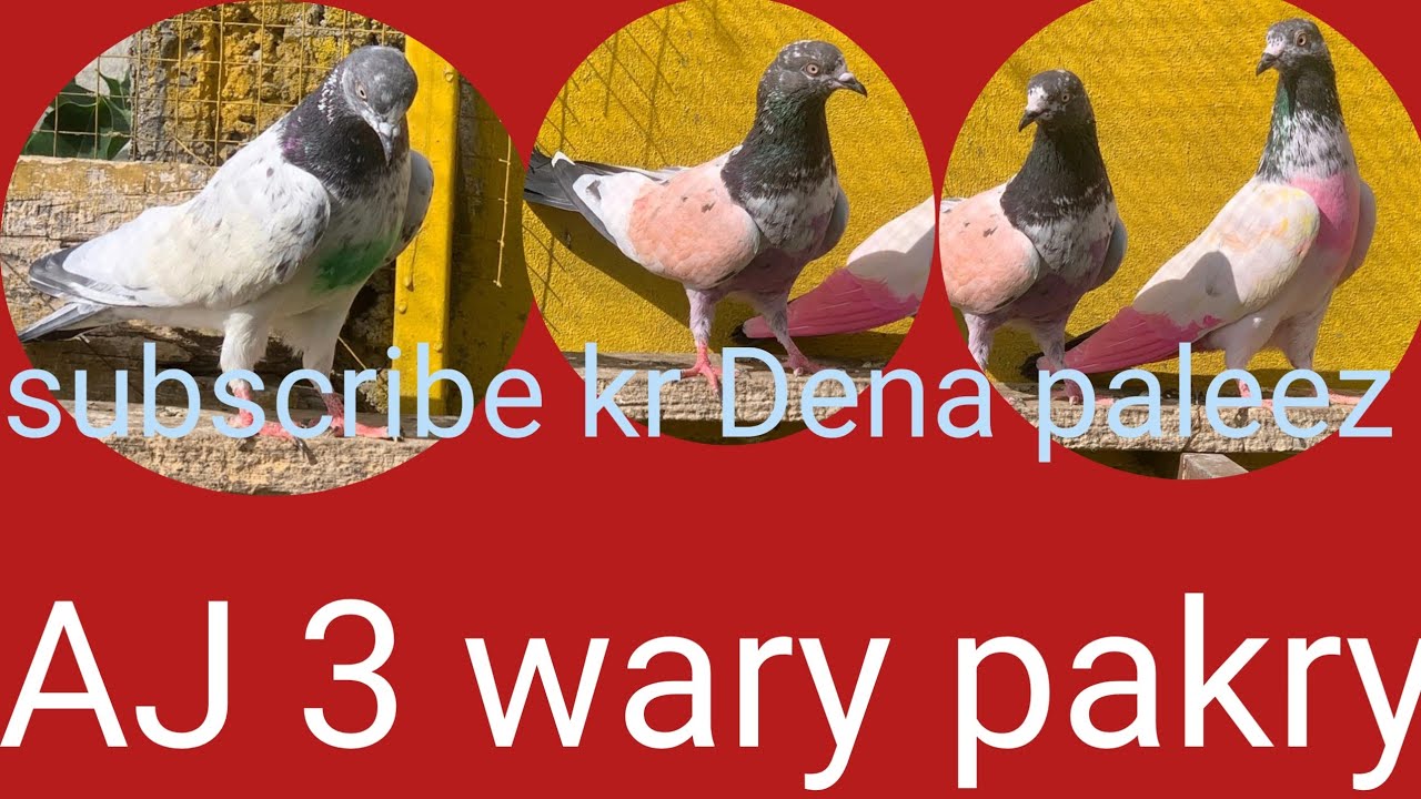 AJ dusto 3 wary pakry!!sub duston k liy