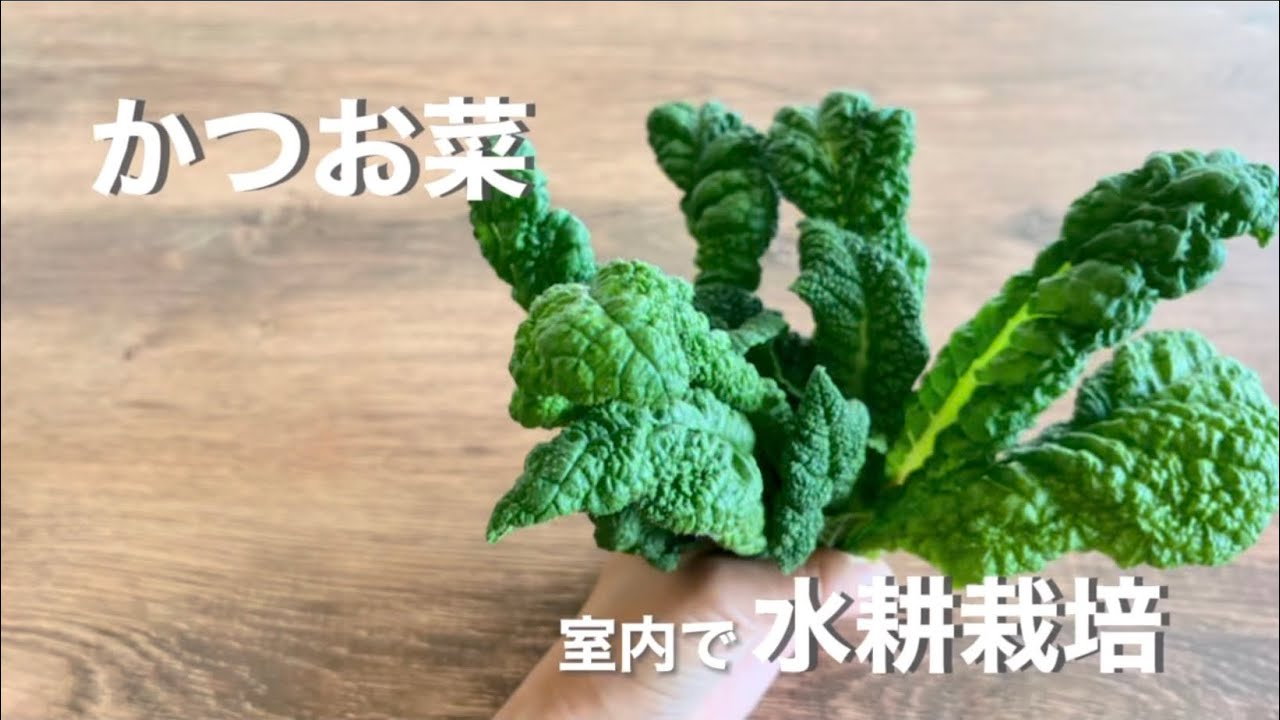 【水耕栽培】かつお菜　室内栽培で種まき〜収穫まで