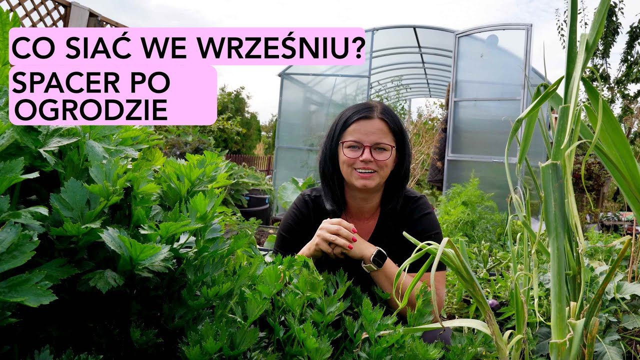 CO SIAĆ WE WRZEŚNIU? Obejście ogr&oacute;dka warzywnego. Uprawa warzyw w skrzyniach. No Dig. Ogr&oacute;d Kasia in