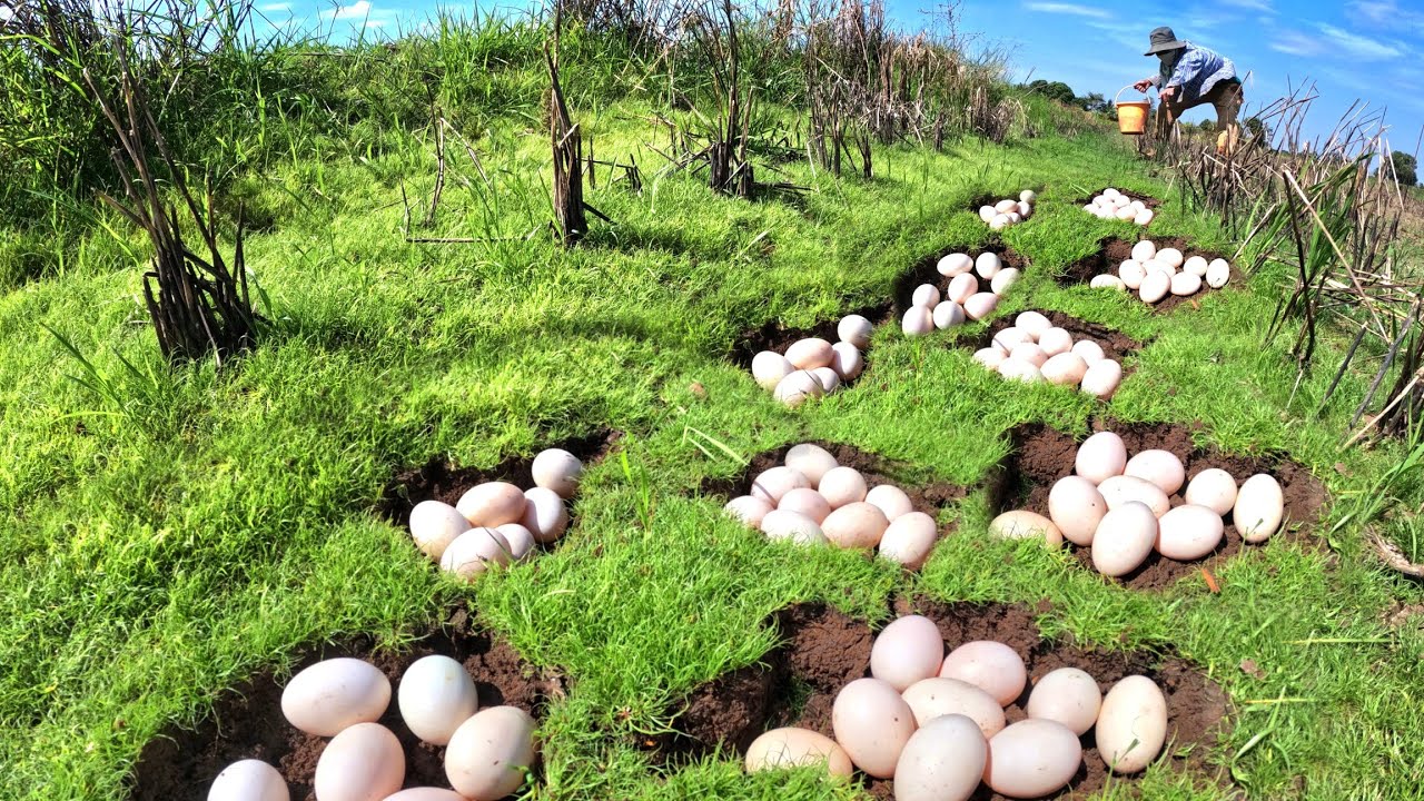 A lot of duck eggs in rice field pick by hand Man skills