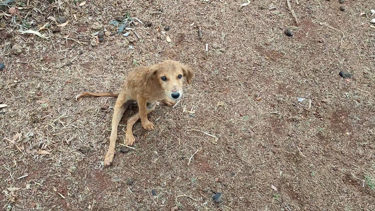 Dog paralysed from accident walks again.