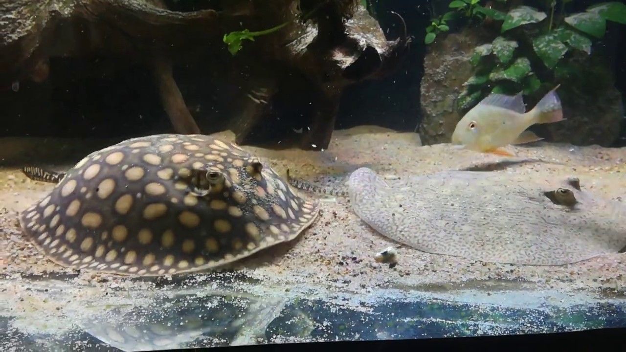 F&uuml;tterung Scobina und P14 Hybrid/ Stachelrochen Stingray