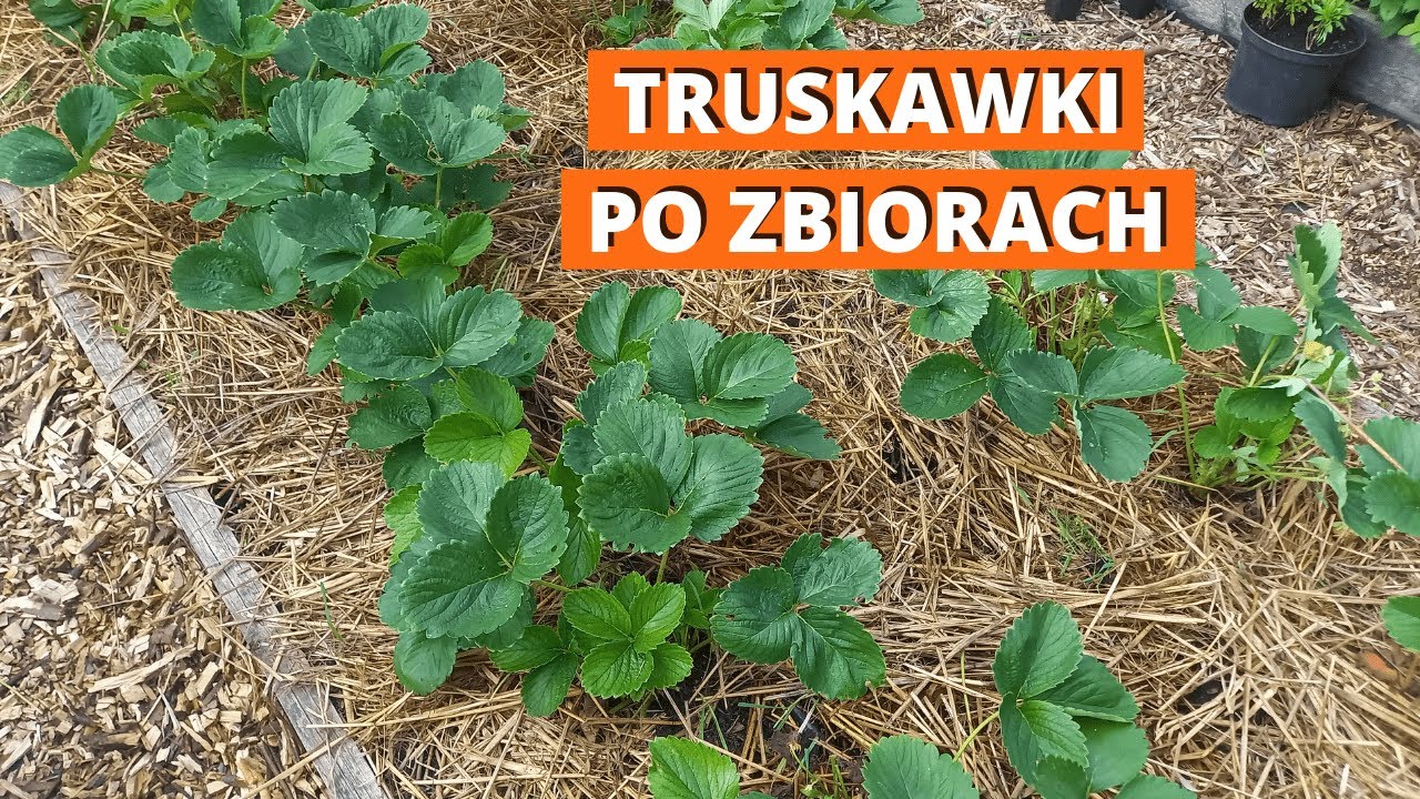 Jak pielęgnować truskawki po zbiorach? Jak rozmnożyć truskawki? Zbiór czosnku z zagonu z truskawkami