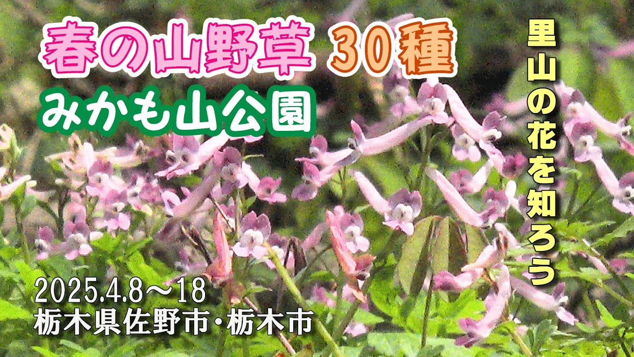 みかも山公園 (三毳山) 春の山野草30種 ～2025年4月8日-18日撮影～ : 栃木県佐野市・栃木市 : 4K