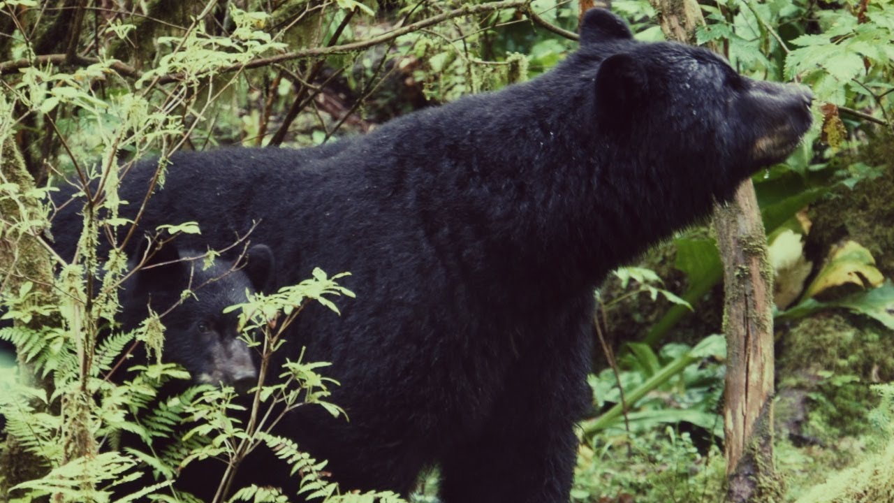 Alaska