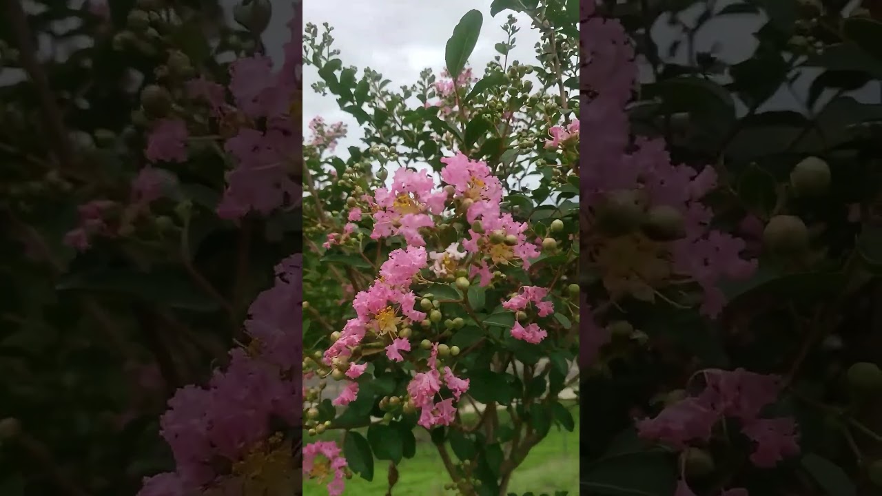 Naturaleza #flores #campo #gratitude #paz #tierra #arboles