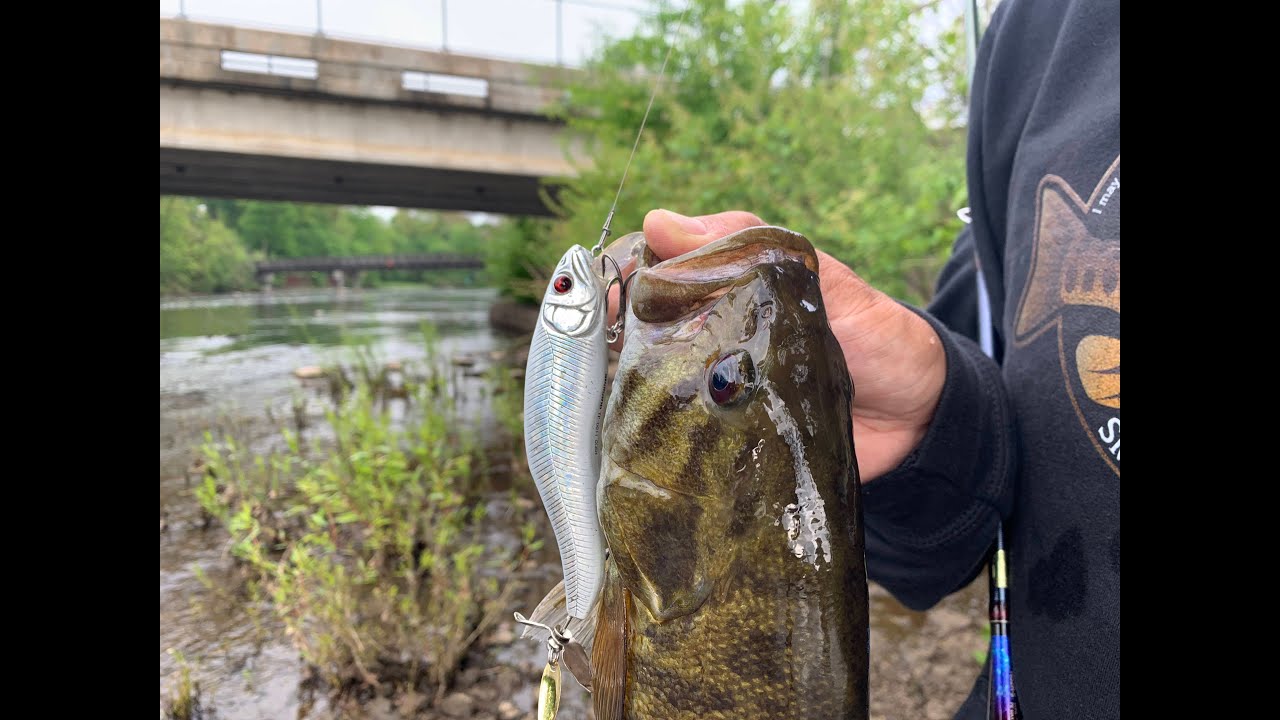 Targeting River Smallies on Shimano Triple Impact 120