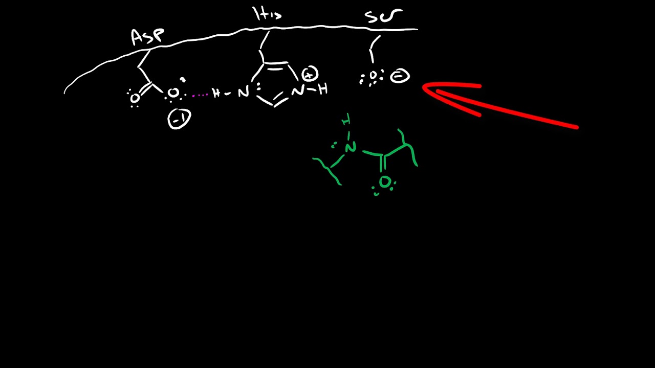 Serine Protease Mechanism
