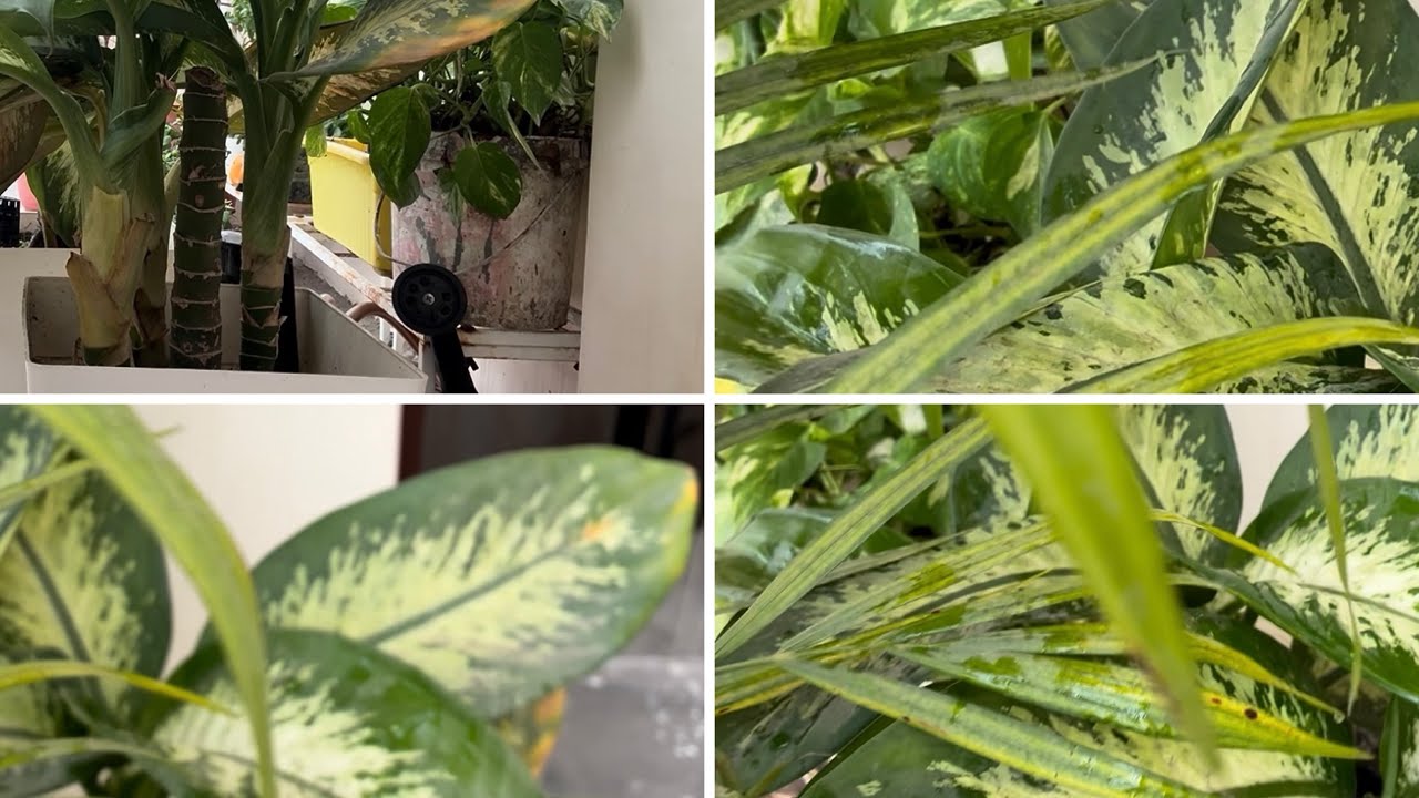 How to Care Dieffenbachia Plant | Water, Light & Fertilizer Guide