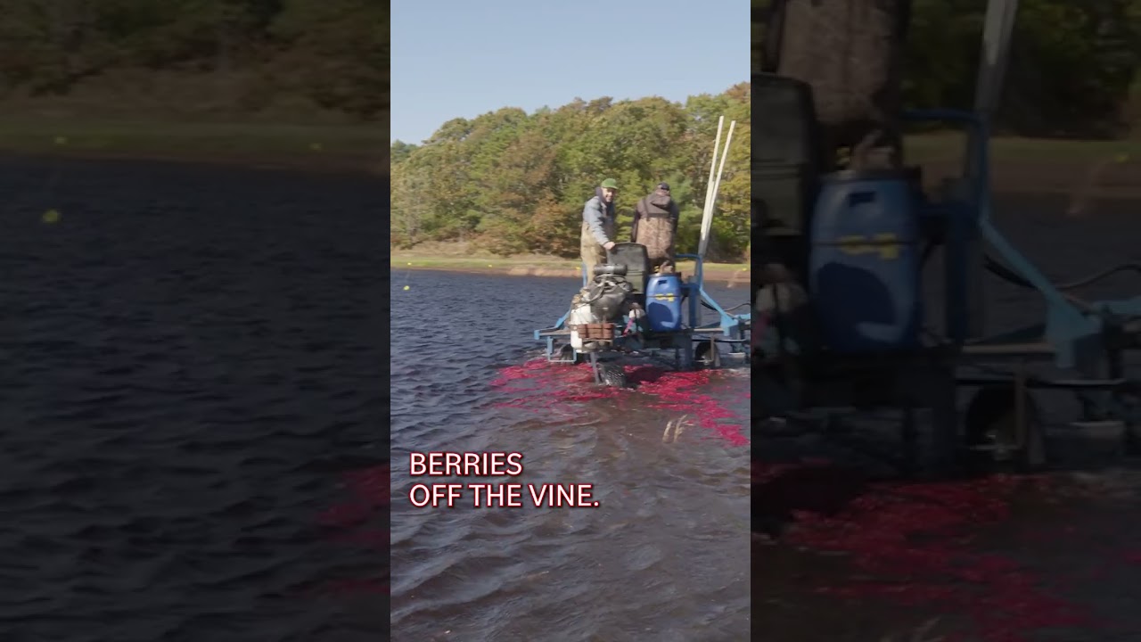 How Ocean Spray Farmers Harvest Billions of Cranberries