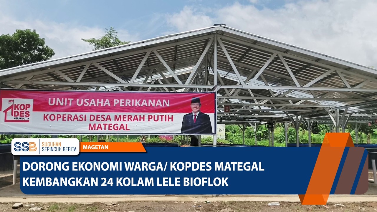 MAGETAN - Dorong Ekonomi Warga, Kopdes Mategal Kembangkan 24 Kolam Lele Bioflok