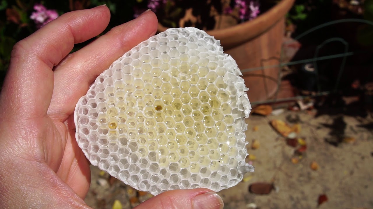 BEE HIVE Under My Shed! | Bee Removal | Los Angeles Urban Garden