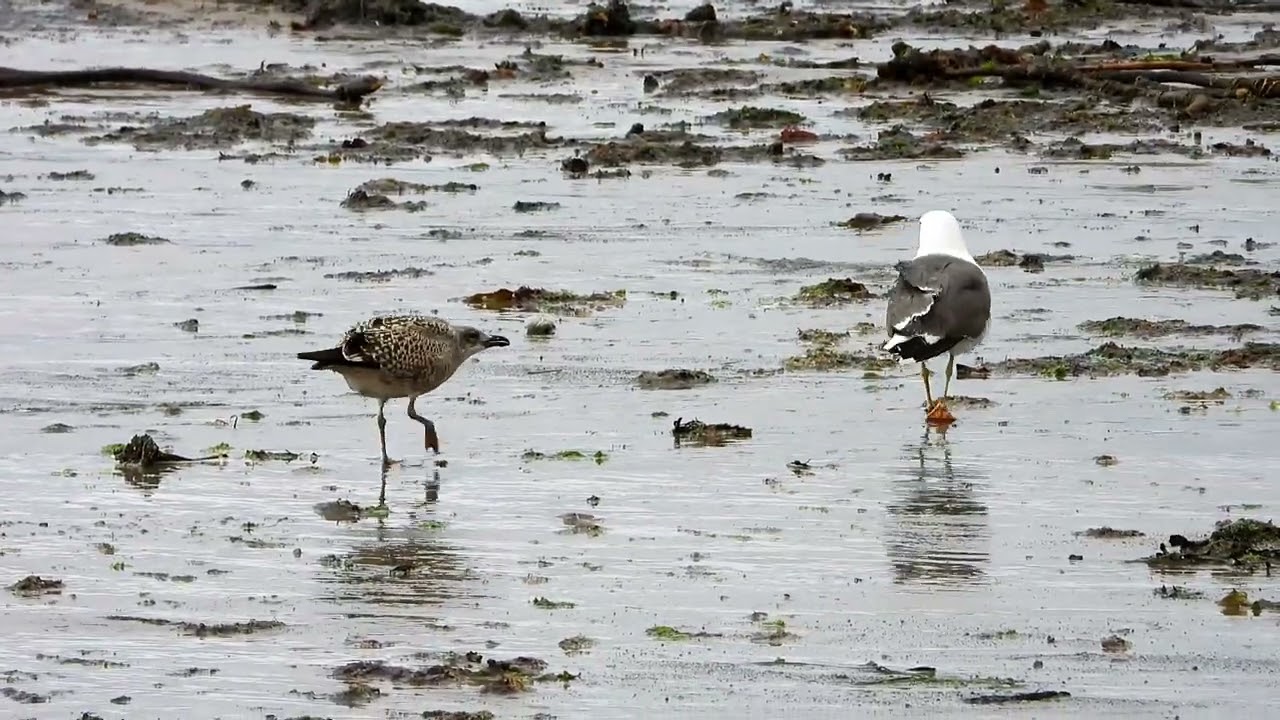 Lesser Black-backed Gull with juvenile, Arbroath