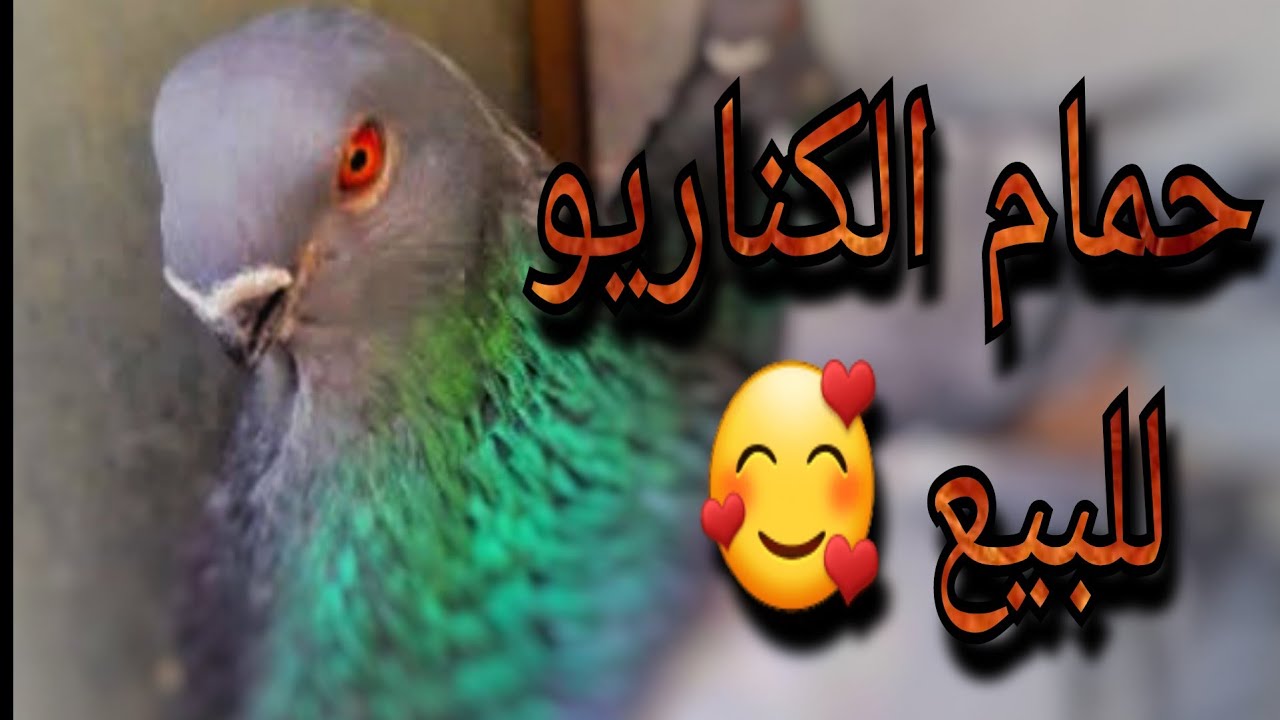 حمام الكناريو للبيع🕊لمن يهمه الامر يتواصل معي❤