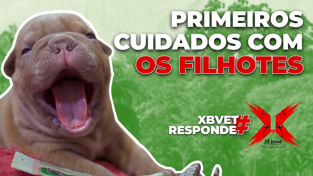 Como cuidar dos filhotes desde os primeiros dias de vida | XB Kennel | American Bully Micro