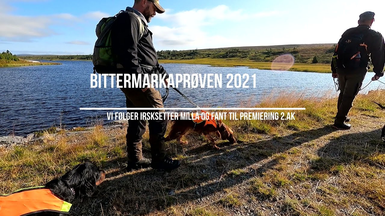 Bittermarkaprøven august 2021. Irsksetter på jaktprøve.