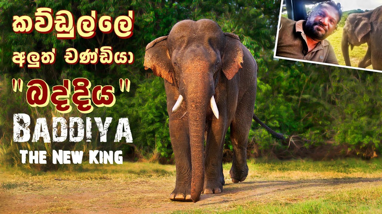 කව්ඩුල්ලේ අලුත් චණ්ඩියා 
