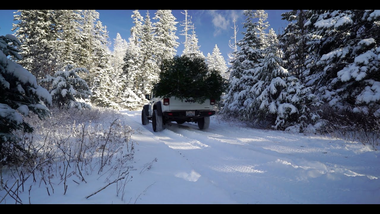 Wild Christmas Tree Vs Tree Farm -- Our first time harvesting a real Christmas tree